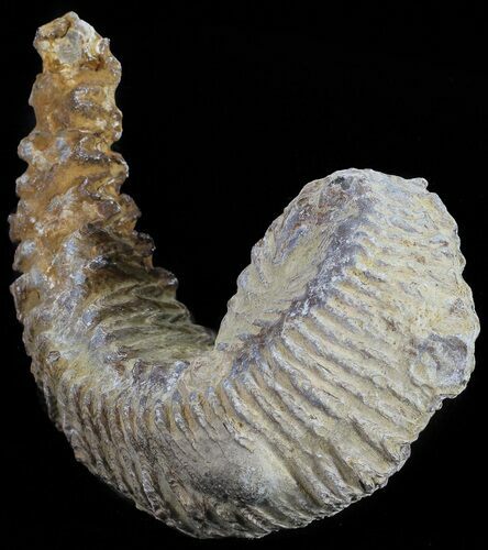 Cretaceous Fossil Oyster (Rastellum) - Madagascar #54472